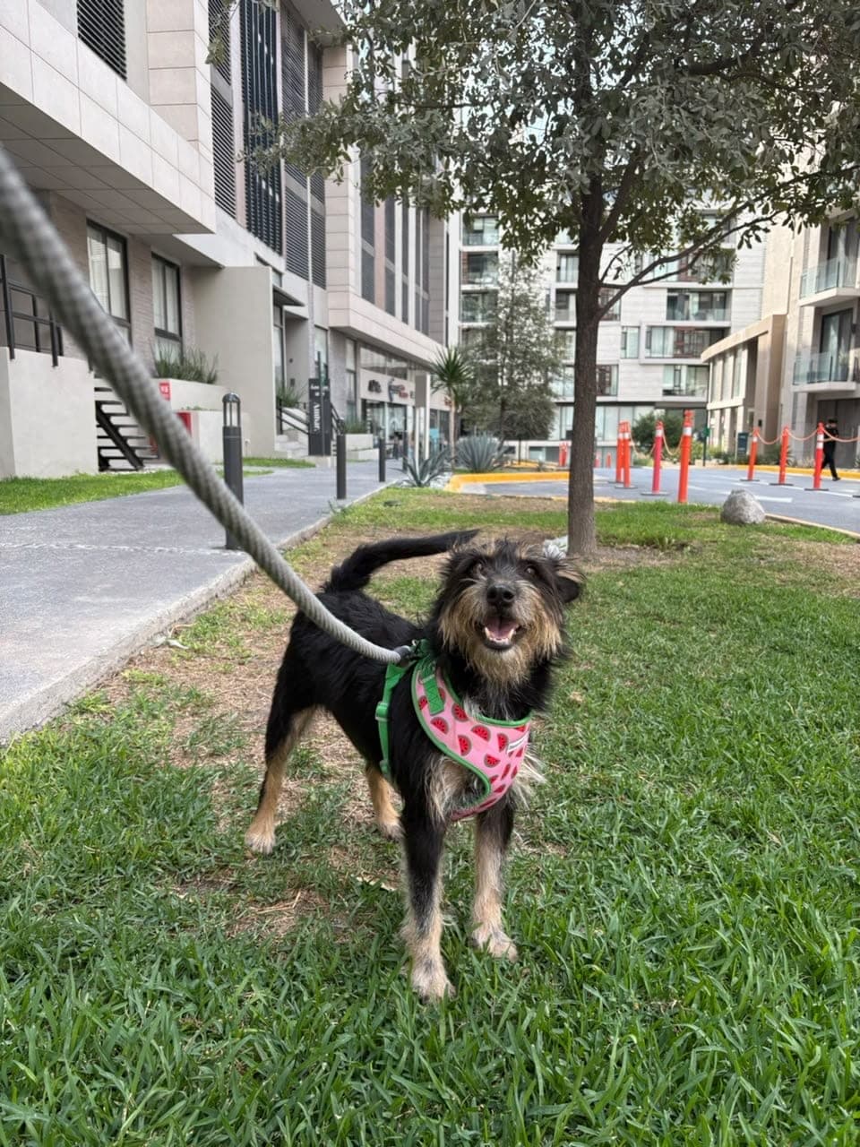 Amanda, chienne noir et feu au poil hirsute avec un harnais rose à motif de melons d’eau, debout dans l’herbe en laisse, la gueule ouverte