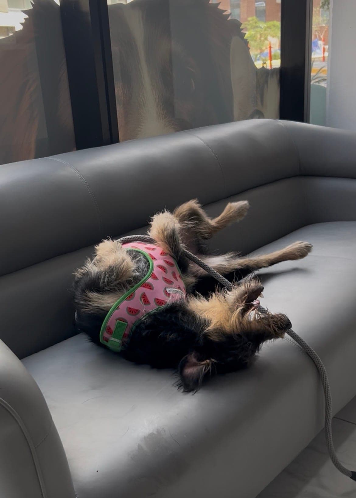 Amanda couchée sur le dos sur un divan gris, les pattes en l’air