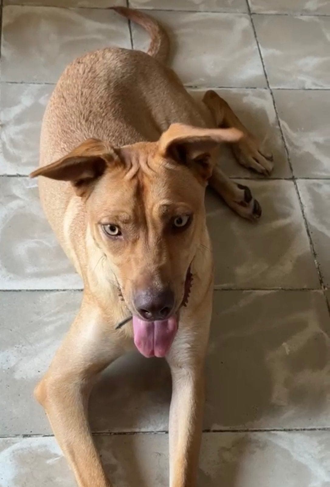 Duke, perro color canela de ojos claros, echado en un piso de loseta con las orejas paradas y la lengua de fuera, mirando hacia la cámara