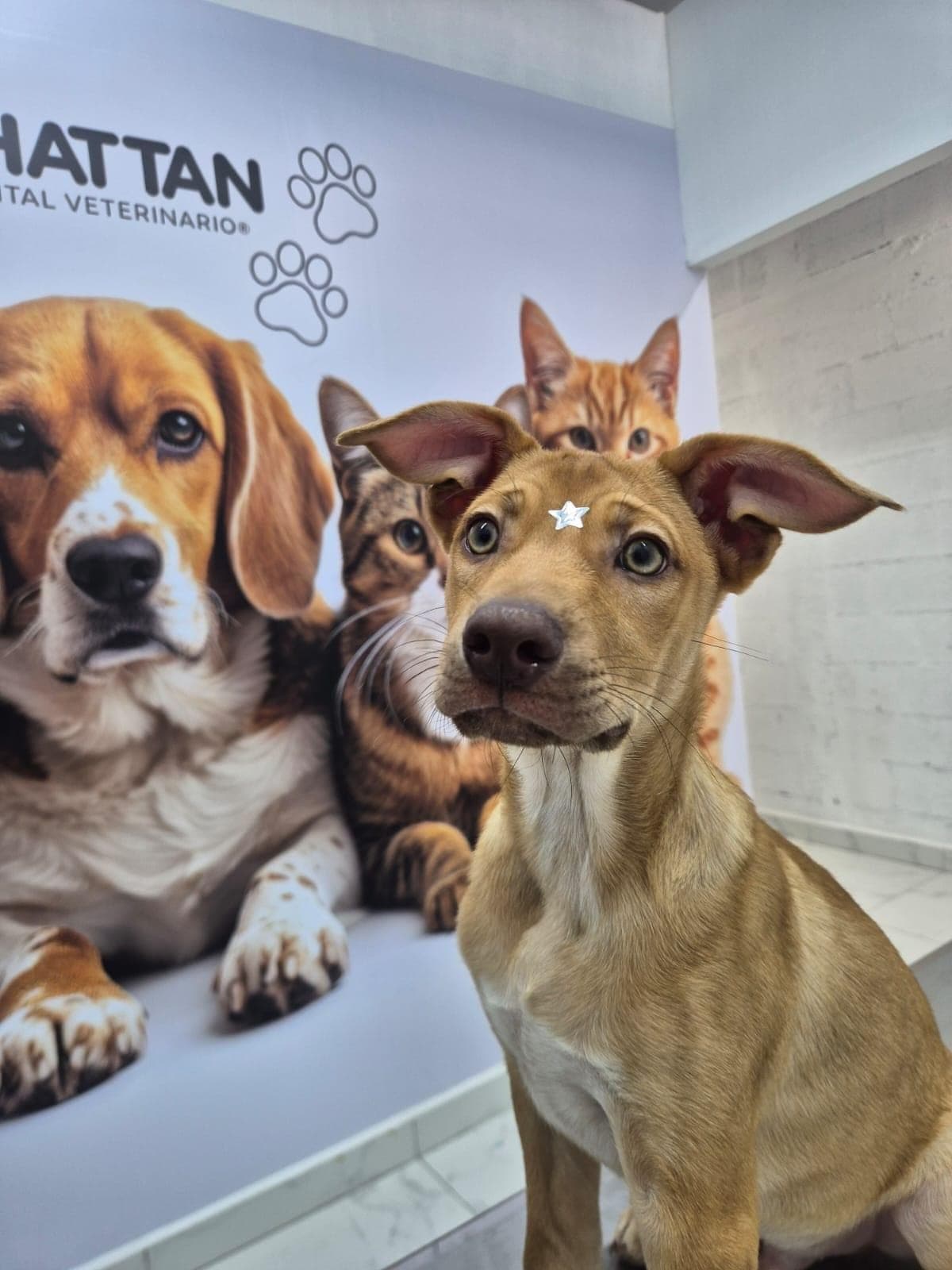 Duke sentado en el veterinario con una estrellita pegada en la frente, frente a un póster de un perro y dos gatos