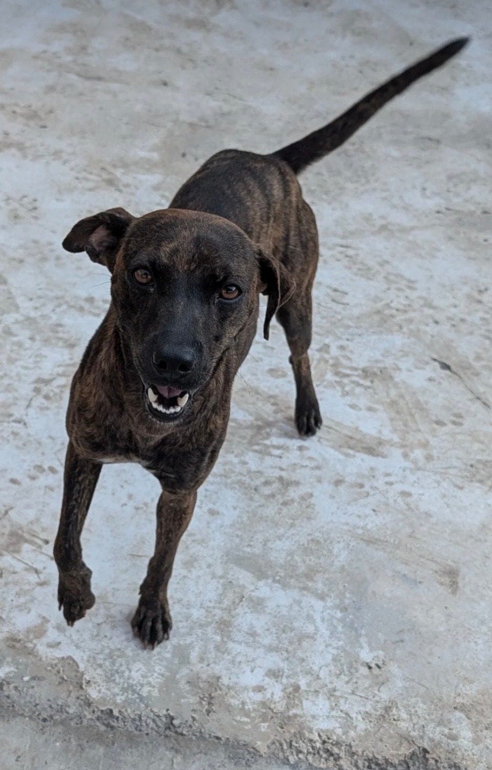 Hanna, petite chienne bringée, qui marche vers l’appareil sur un sol de béton, la gueule ouverte et la queue relevée