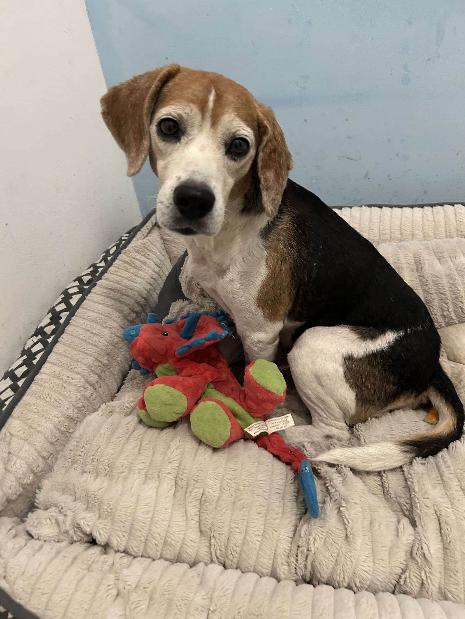 Oogy, a tricolor beagle, sitting on a cream dog bed next to a red and green plush toy, looking at the camera