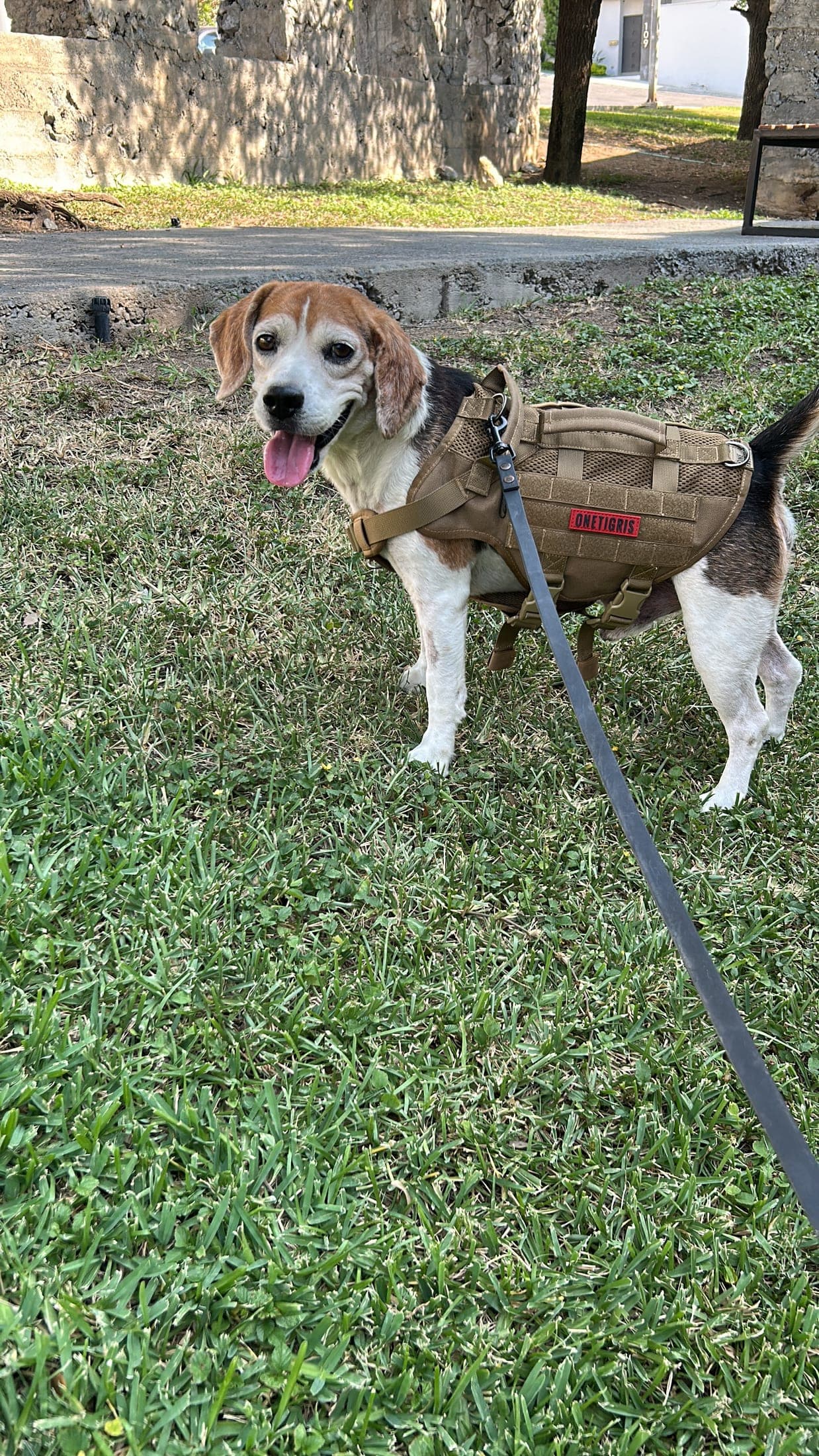 Oogy on a leash on the grass in a tan harness, with his tongue out