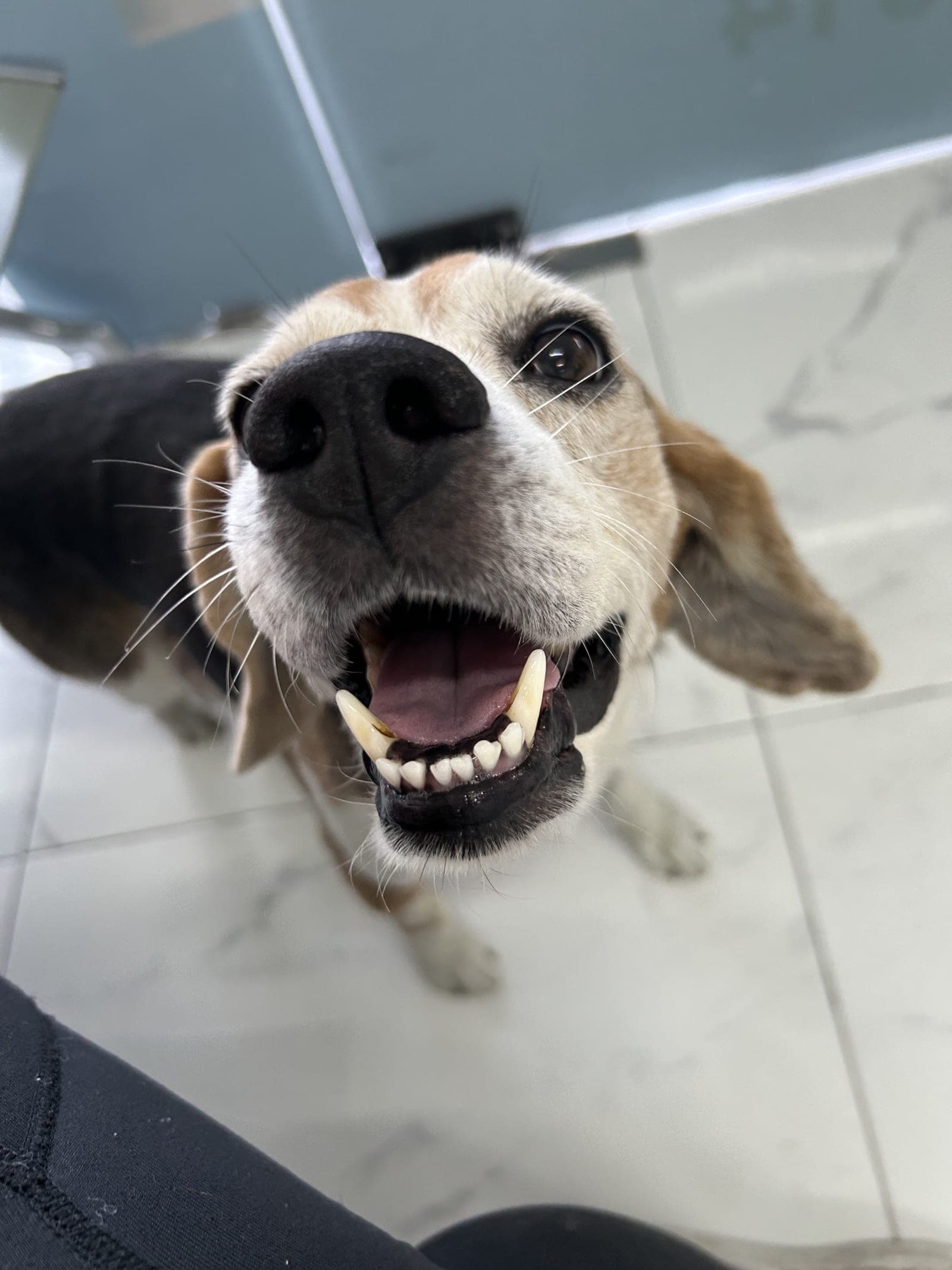 Close-up of Oogy smiling at the camera with his mouth open