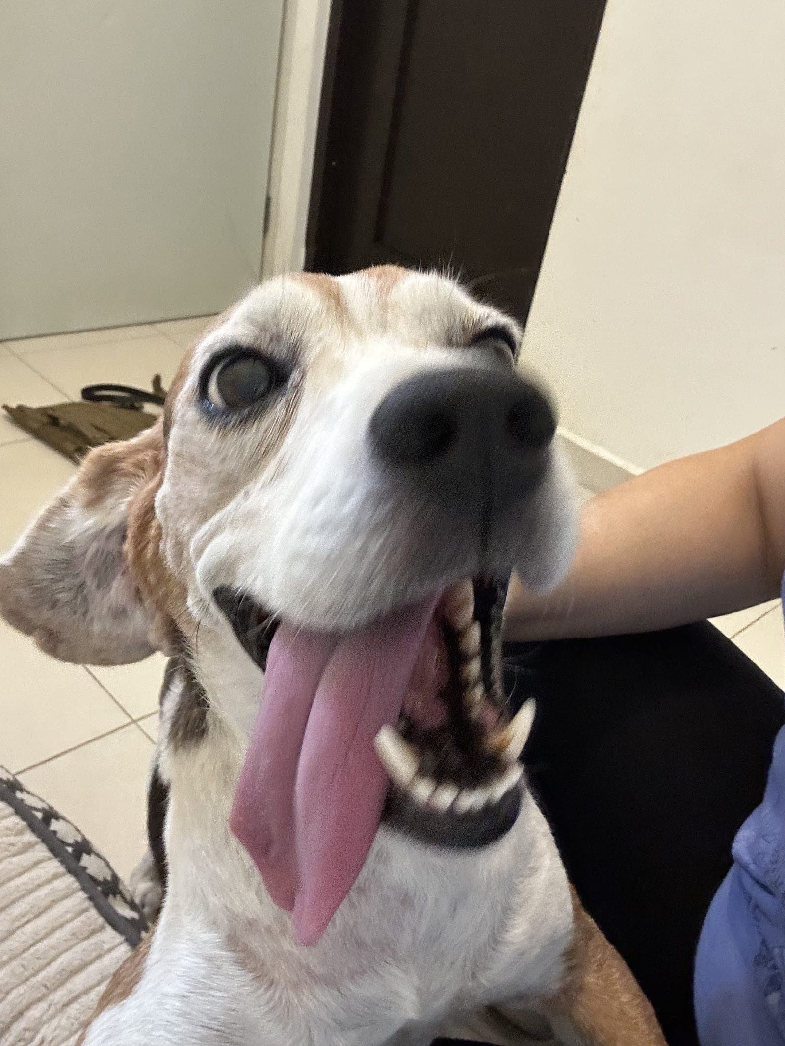 Oogy with his tongue hanging out, leaning toward the camera next to a person’s arm