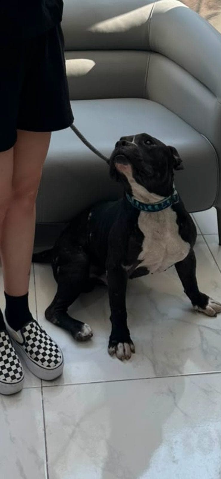 Pablo assis près d’un fauteuil gris, avec un collier bleu, qui lève les yeux vers la personne qui tient sa laisse