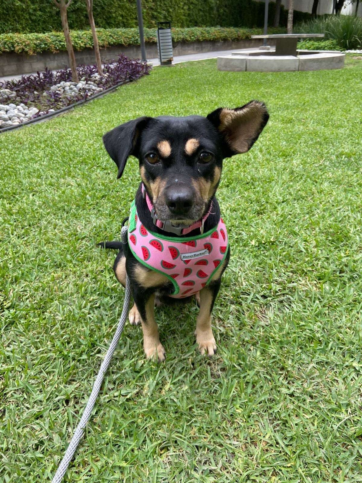 Petunia, a small black-and-tan dog in a pink watermelon harness, sitting on the grass and looking at the camera with one ear up