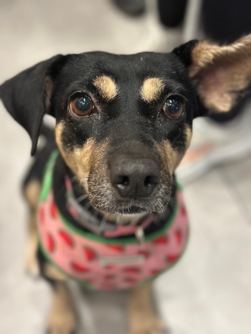 Close-up of Petunia’s face, with her big brown eyes and one ear up