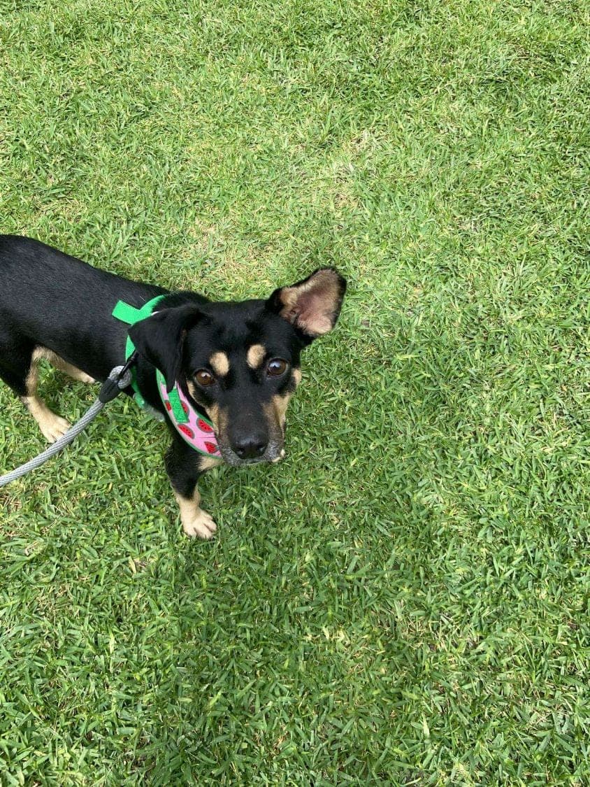 Petunia on a leash on the grass, looking up at the camera