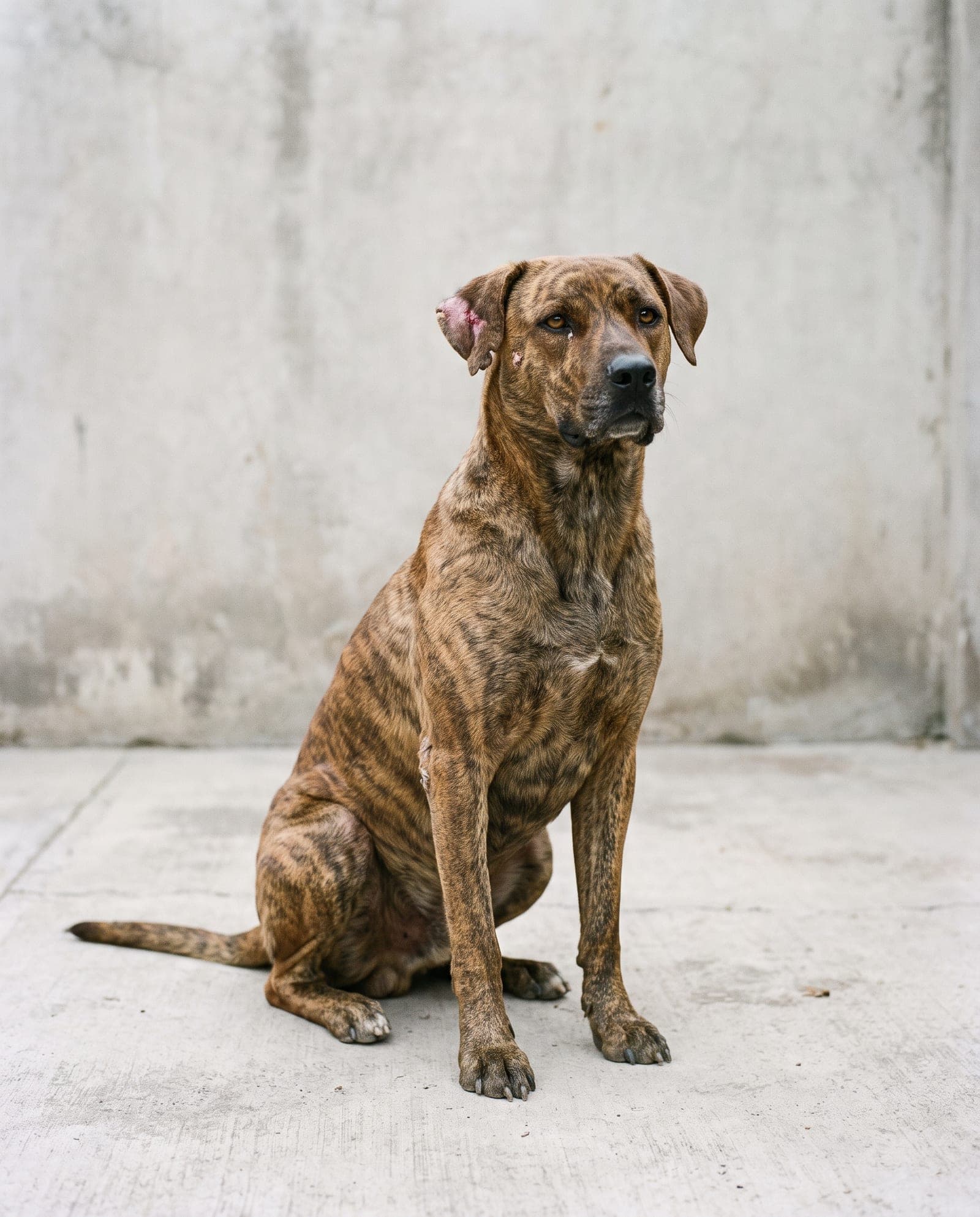 AI-generated test image, not a real dog